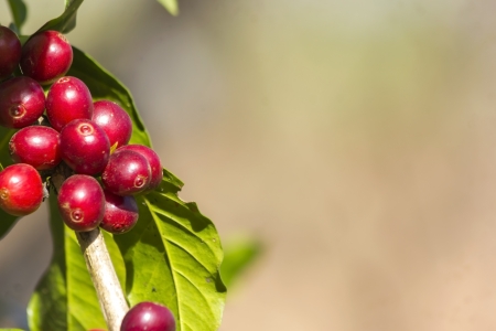 コーヒーの木の写真 イラスト素材一覧 018件 ストックフォトのamanaimages Plus