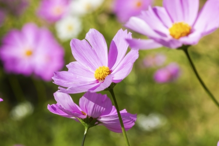Beautiful flowers cosmos on softly blurred の写真素材