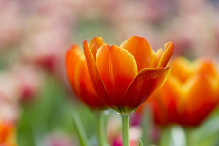 Red Orange Yellow Tulips flower shot from below close up with tulipの写真素材