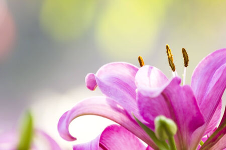 Beautiful pink lily in gardenの写真素材