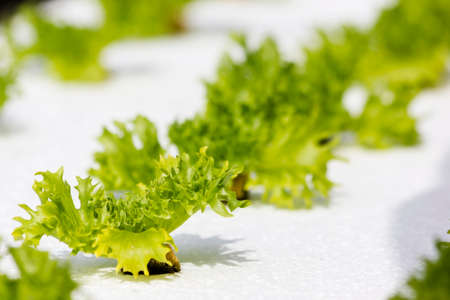 Fresh green lettuce salad close-up の写真素材