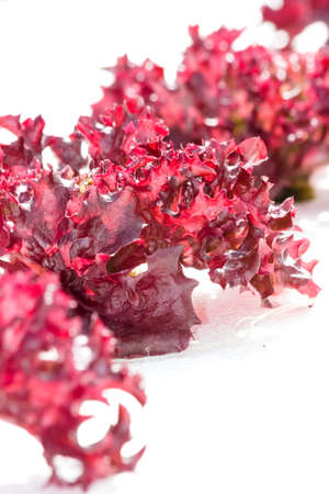 Fresh red lettuce salad close-up の写真素材