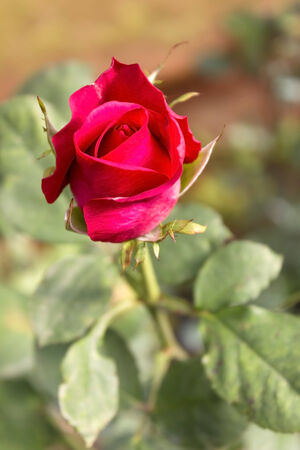 Water drops on roses in the morning.の写真素材