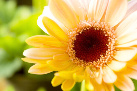 Gerbera  is a genus of ornamental plants from the sunflower family.の写真素材