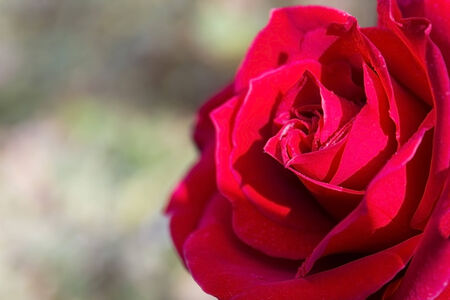 Water drops on roses in the morning.の写真素材