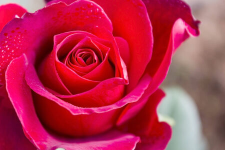 Water drops on roses in the morning.の写真素材