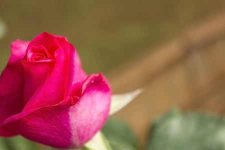Close up red rose in the garden.の写真素材