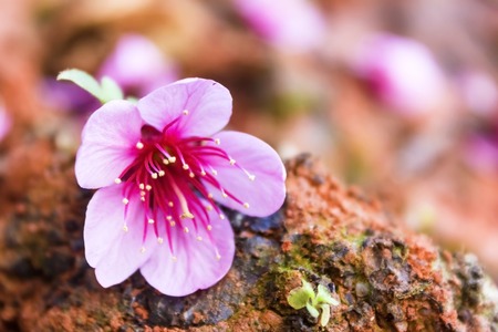 Beautiful thai sakura in winter at Chaing mai Province Thailand の写真素材