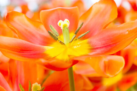 Tulips flower shot from below close up with tulip background pattern の写真素材