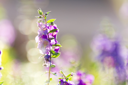Beautiful field of Angelonia goyazensis flower Family Scrophulariaceae.の写真素材