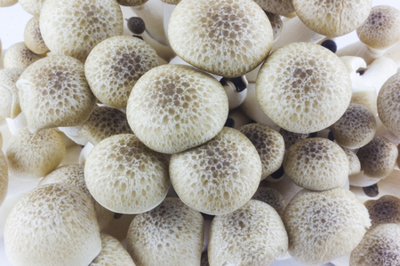 Brown beech mushrooms or shimeji mushrooms on white background.の写真素材