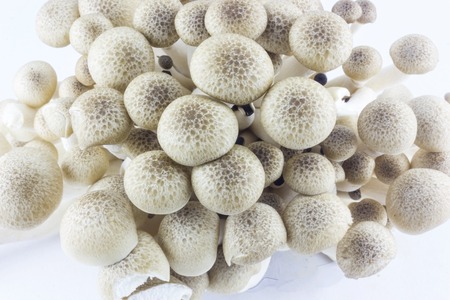 Brown beech mushrooms or shimeji mushrooms on white background.の写真素材
