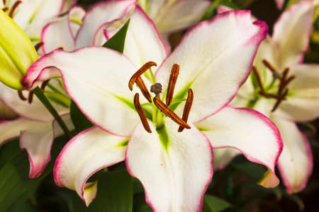 Bouquet of beautiful lilies with buds and green leaves.の写真素材