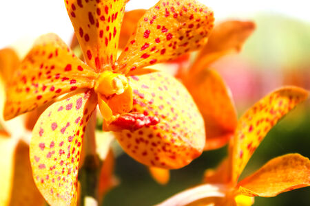 Vandas are fascinating orchids that may be grown with relative ease. Vandas are monopodial.の写真素材
