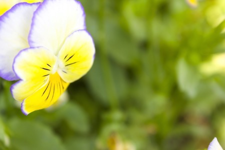 Tricolor pansy flower plant natural background, summer time.の写真素材