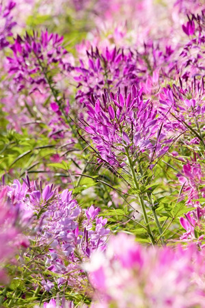 Cleome spinosa flower or spider flower blooming in garden の写真素材