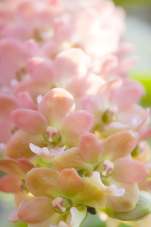 Pink or purple Rhynchostylis Gigantea orchids in thailand  の写真素材