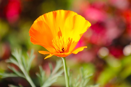 Poppies poppy flowers in orange at Khun-Wang Royal project Chiang Mai, Thailandの写真素材