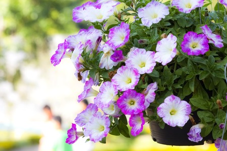 Petunias are one of the most popular type of annual. They are divided into two different groups: Grandiflora petunias have very large flowers and are best grown in containers or hanging baskets (because they are more susceptible to rain damage), and Multiの写真素材