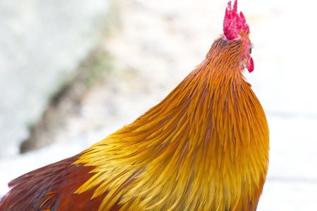Close up of a Bantam Cockerelの写真素材