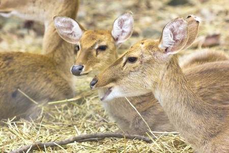 Portrait of female deer outdoors in the Ching mai Zoo.の写真素材