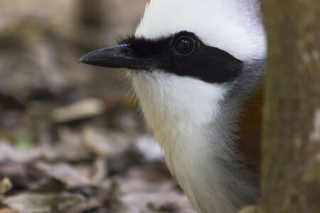 Beautiful white-crested laughingthrush (Garrulax leucolophus) at Chiang Mai Zoo, Chaing Mai Thaland.