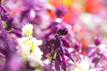 Salvias are a large group of garden plants that includes annuals, biennials, perennials, and shrubs. の写真素材