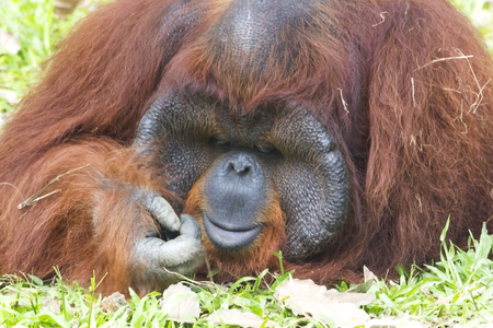 Orangutan (Pongo pygmaeus). Native to Indonesia and Malaysia, orangutans are currently found only in the rainforests of Borneo and Sumatra.の写真素材