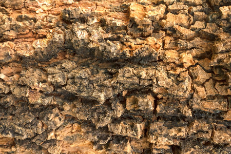 Old Wood Tree Texture Background Patternの写真素材