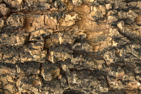 Old Wood Tree Texture Background Patternの写真素材