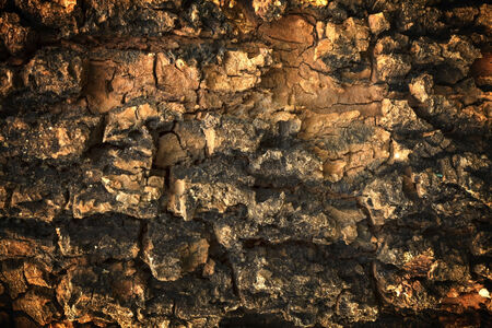 Old Wood Tree Texture Background Patternの写真素材