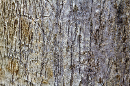 Old Wood Tree Texture Background Patternの写真素材