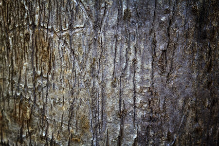 Old Wood Tree Texture Background Patternの写真素材