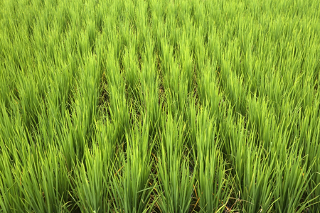Rice field , Paddy in field with water and clay.の写真素材
