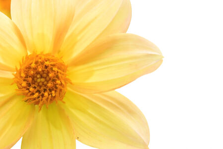 Cosmos flower, Yellower cosmos flower isolated on white background.の写真素材