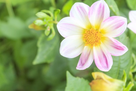 Cosmos flower, Cosmos pink flower Family Compositae in the garden.の写真素材