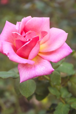Rose Flower, Beautiful pink rose in the garden.の写真素材