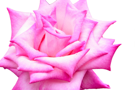Rose Flower, Pink rose isolated on white background.の写真素材