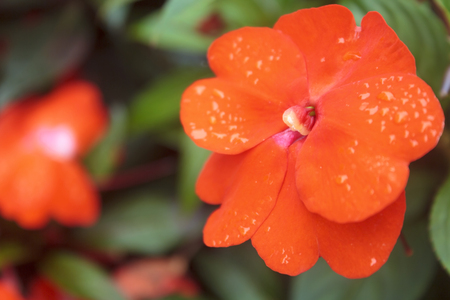 Bright orange flower of an impatien plant with dew drops or rain drops, a popular flowering annual in the home garden.の写真素材