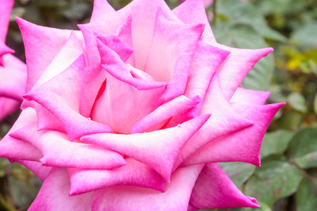 Rose Flower, Beautiful pink rose in the garden.の写真素材