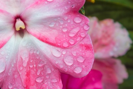 Bright pink flower of an impatien plant with dew drops or rain drops, a popular flowering annual in the home garden の写真素材