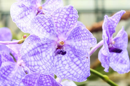 Vandas are fascinating orchids that may be grown with relative ease. Vandas are monopodial.