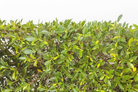 Green leaf background, Closeup of fresh green leaf on white background.の写真素材