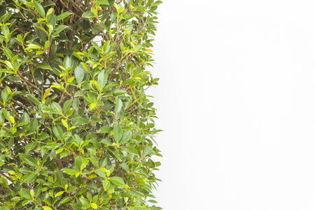 Green leaf background, Closeup of fresh green leaf on white background.の写真素材