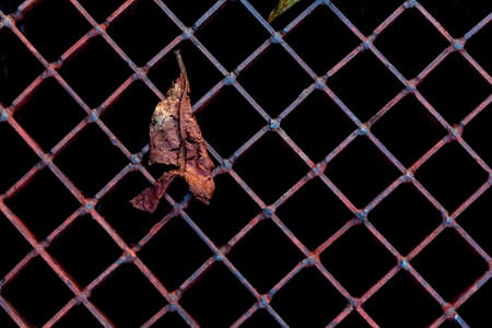 Old rusty lattice, A metal grate with a rusty texture.の写真素材