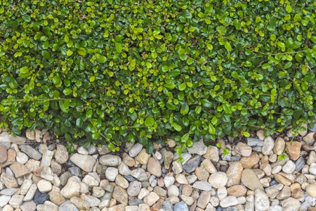 Fresh green grass on sand stone background