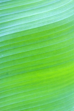 Banana leaf in yellow and green color, Can be used as background.の写真素材