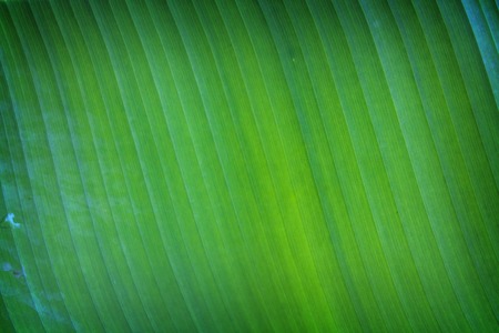 Banana leaf in yellow and green color, Can be used as background.の写真素材