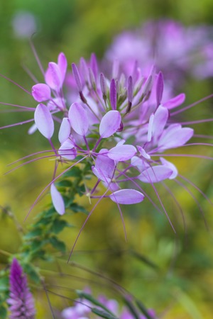 Cleome hassleriana or spider flower or spider plant in the garden or nature park.の写真素材