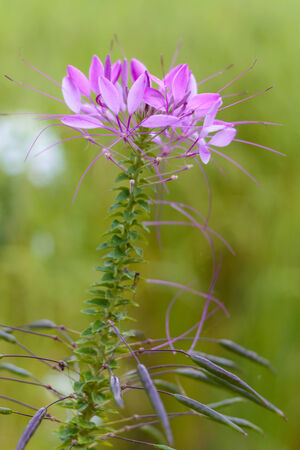 Cleome hassleriana or spider flower or spider plant in the garden or nature park.の写真素材